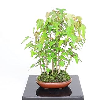 た*ー様 楓　盆栽 盆栽 トウカエデ盆栽 唐楓（とうかえで・盆栽 唐楓）小品盆栽